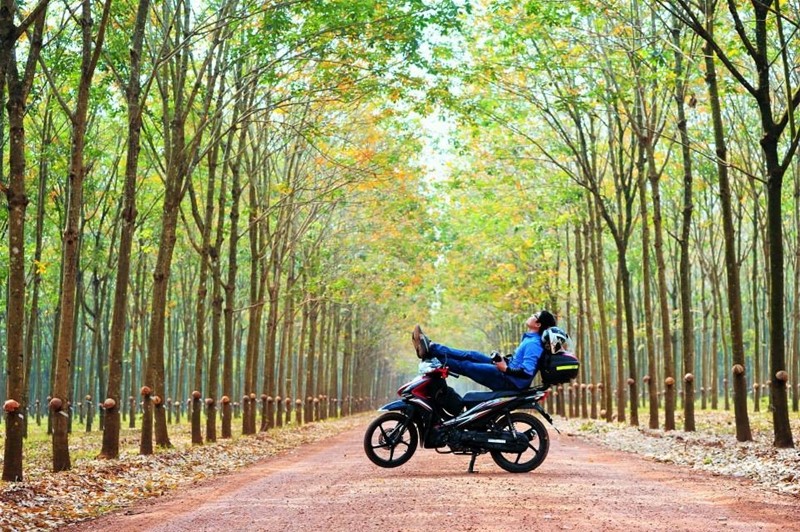 Những mùa thay lá quyến rũ nhất Việt Nam ảnh 5