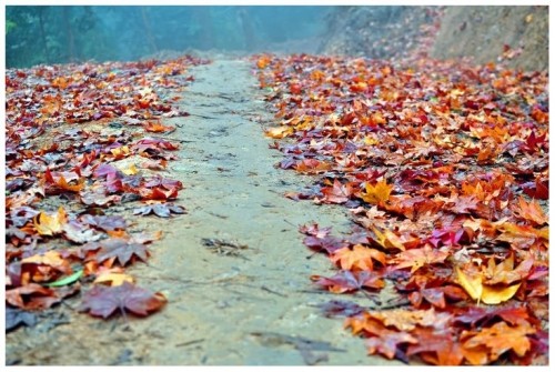 Những mùa thay lá quyến rũ nhất Việt Nam ảnh 10