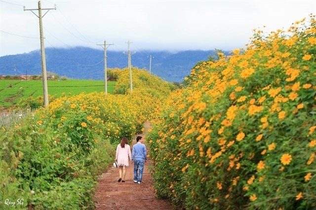 Rực rỡ sắc hoa Dã Quỳ Đà Lạt khi chạm ngõ tháng 11 ảnh 11