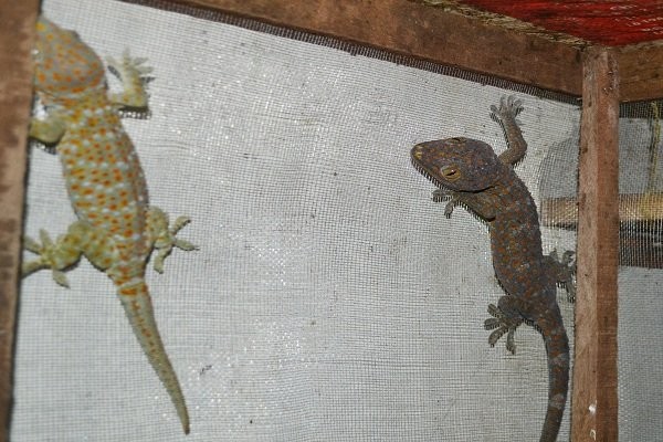 Thạc sỹ lương không đủ sống, bỏ bục giảng đi nuôi dế ảnh 4