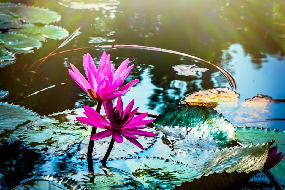 Chạm tay vào sắc thu Yến Vĩ ảnh 4