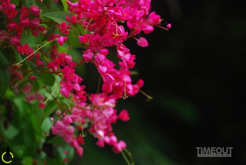 Rực hồng mùa tigon núi Sam ảnh 9