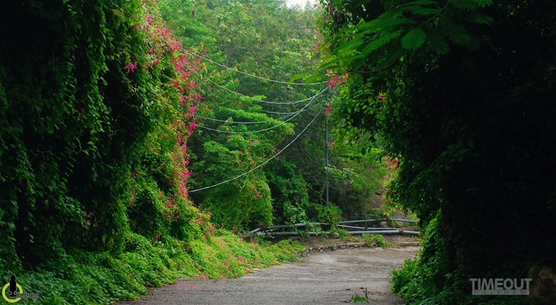 Rực hồng mùa tigon núi Sam ảnh 1