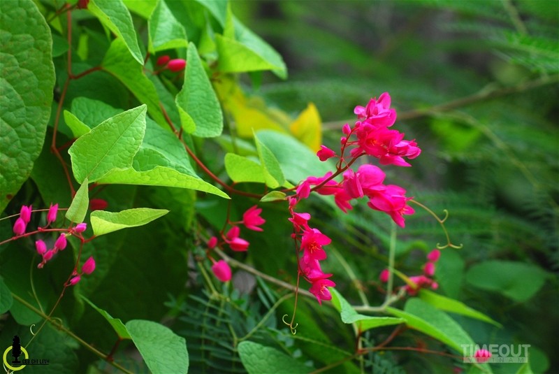 Rực hồng mùa tigon núi Sam ảnh 2