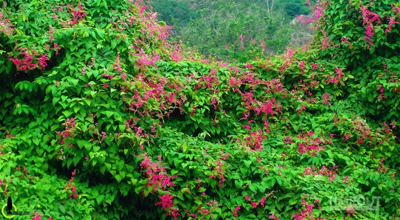 Rực hồng mùa tigon núi Sam ảnh 5