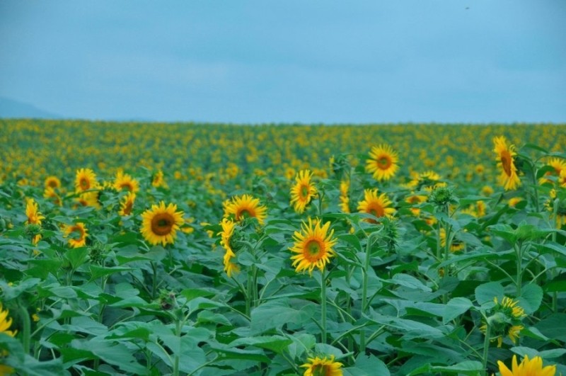 Những cung đường tuyệt vời nhất định phải đi tháng 11 ảnh 8