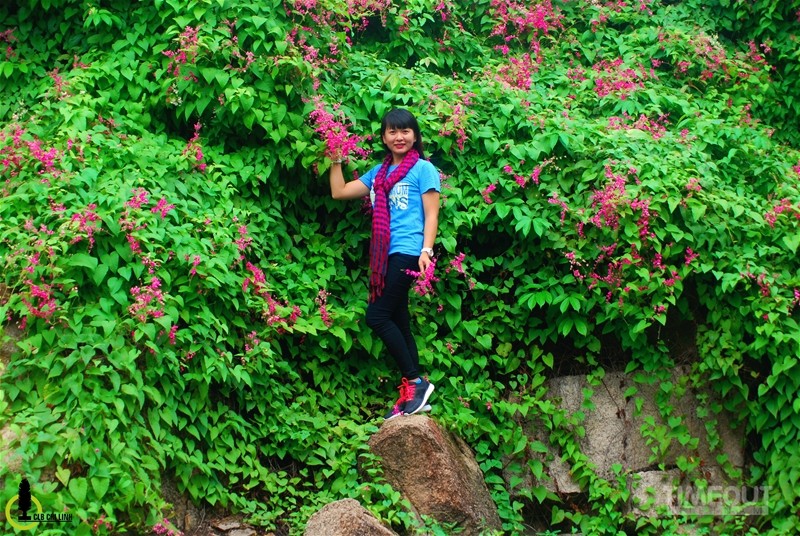 Rực hồng mùa tigon núi Sam ảnh 8