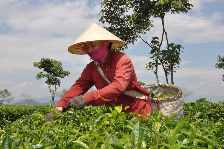 “Dẹp loạn” quy hoạch - bài 2: Khôi hài chuyện quy hoạch cả con cá, con tôm ảnh 1