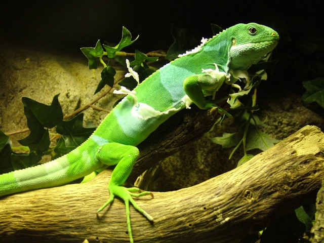 Giới trẻ bỏ tiền triệu thi nhau nuôi thằn lằn ảnh 5