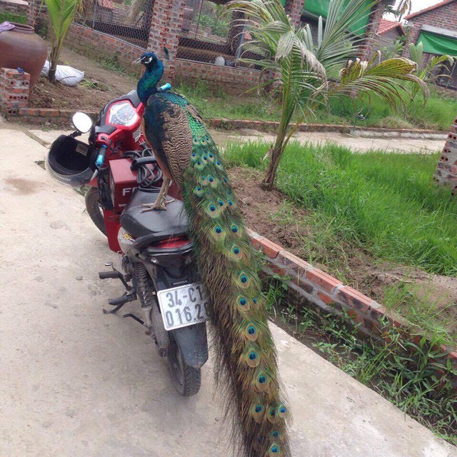 Đại gia chi hàng chục triệu lùng mua chim Công chơi Tết ảnh 2