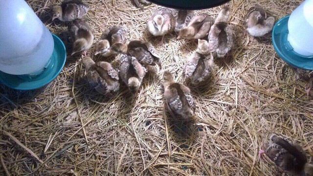 Đại gia chi hàng chục triệu lùng mua chim Công chơi Tết ảnh 5