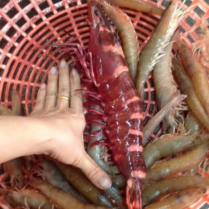 Tôm sú cụ đỏ au, đen thẫm: Mỗi bữa chỉ dám ăn 1 con ảnh 1