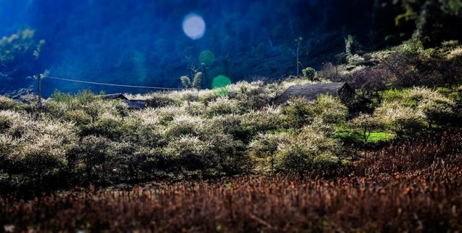 '"Hoa tuyết" Mộc Châu ảnh 3