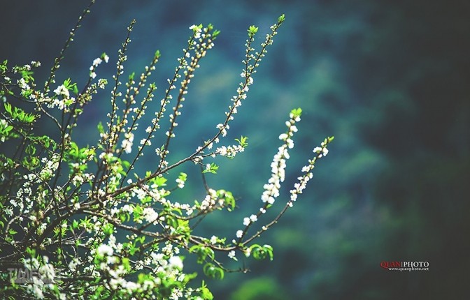 '"Hoa tuyết" Mộc Châu ảnh 4