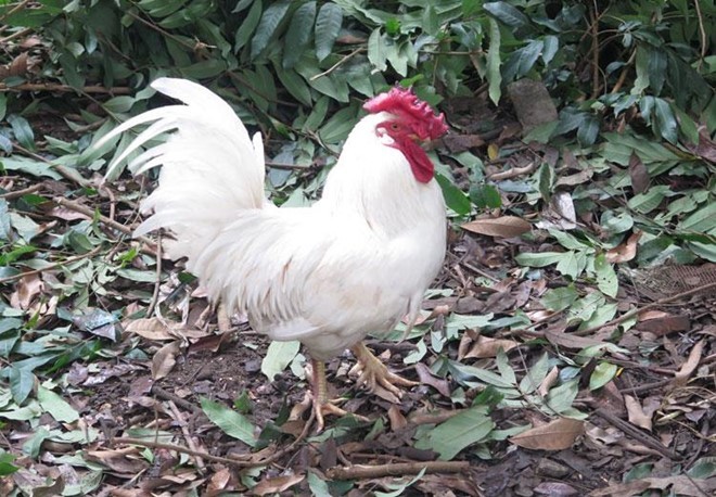 Gà 'huyền thoại' 50 triệu một con, đại gia lùng mua cúng Tết ảnh 1
