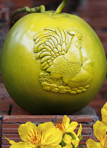 Dừa 'Song Kê' giá tiền triệu mỗi trái ảnh 1