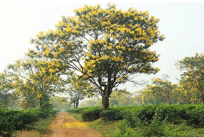 Chư Đăng Ya - 'viên ngọc bí ấn' của núi rừng Tây Nguyên ảnh 2