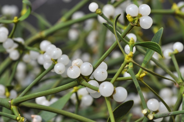 Những phong tục mừng năm mới kì lạ trên thế giới ảnh 7