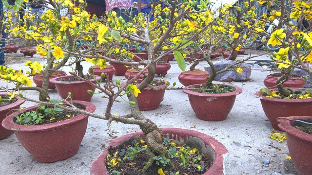 Mai vàng tấp nập ra Bắc “ăn Tết” sớm ảnh 1