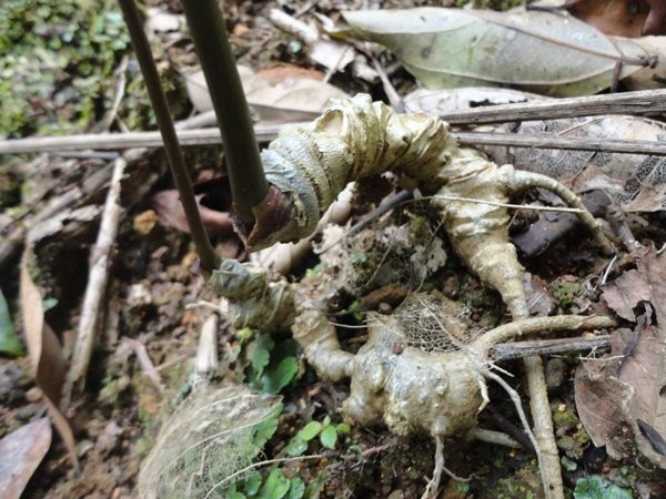 Chi hàng chục triệu đồng săn thần dược sâm Ngọc Linh, nhiều người ngậm đắng ảnh 4