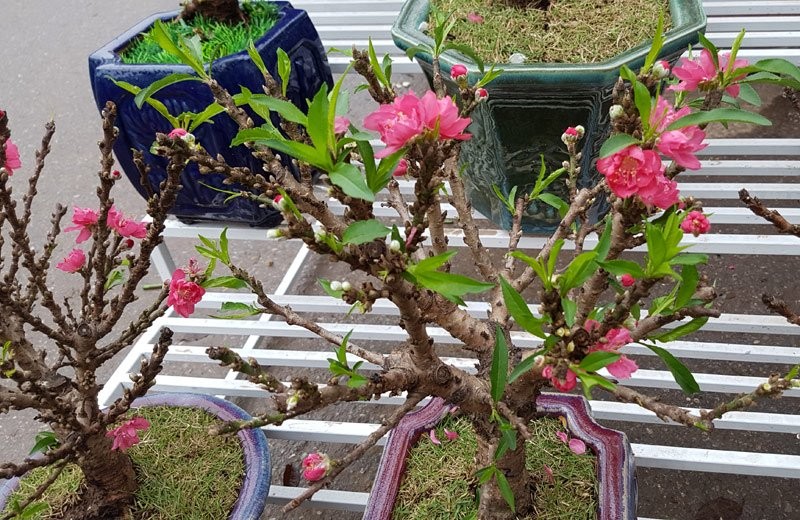 Chán đào khủng, dân Hà Nội tìm mua đào 2 gang tay ảnh 1