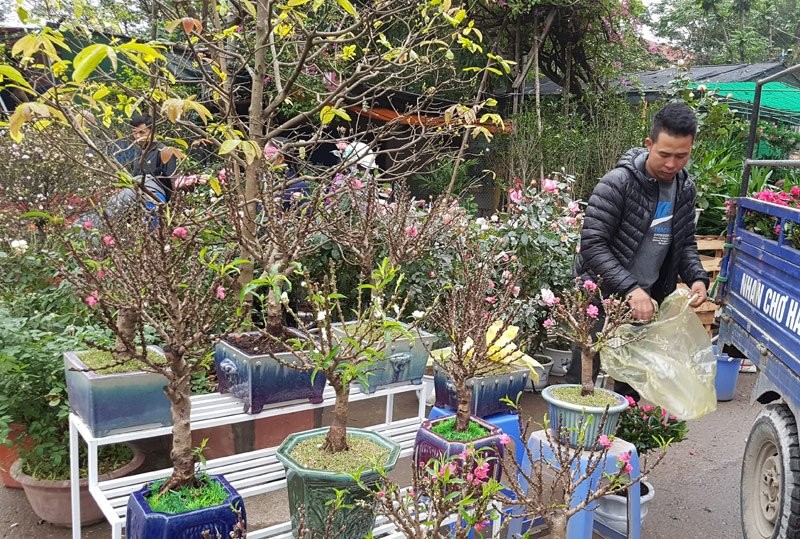 Chán đào khủng, dân Hà Nội tìm mua đào 2 gang tay ảnh 3