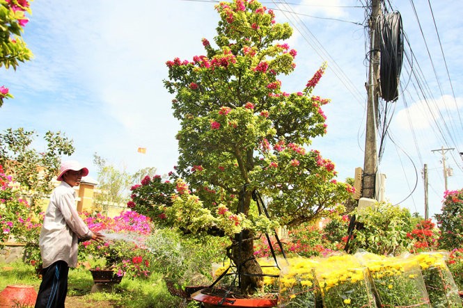 Làng hoa Cái Mơn nhộn nhịp ảnh 1