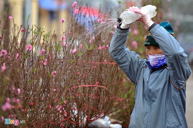 2 triệu đồng một cây đào thất thốn, khách không buồn mặc cả ảnh 2