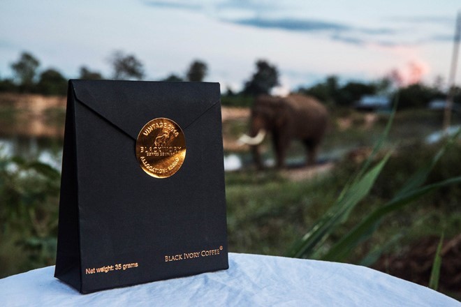 Toàn cảnh thu hoạch cà phê đắt nhất thế giới từ phân voi ảnh 12