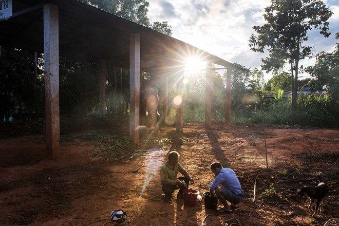 Toàn cảnh thu hoạch cà phê đắt nhất thế giới từ phân voi ảnh 3