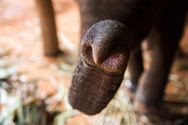 Toàn cảnh thu hoạch cà phê đắt nhất thế giới từ phân voi ảnh 4