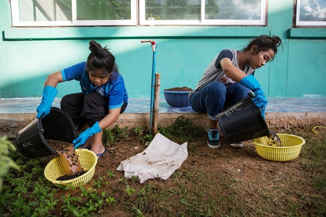 Toàn cảnh thu hoạch cà phê đắt nhất thế giới từ phân voi ảnh 8