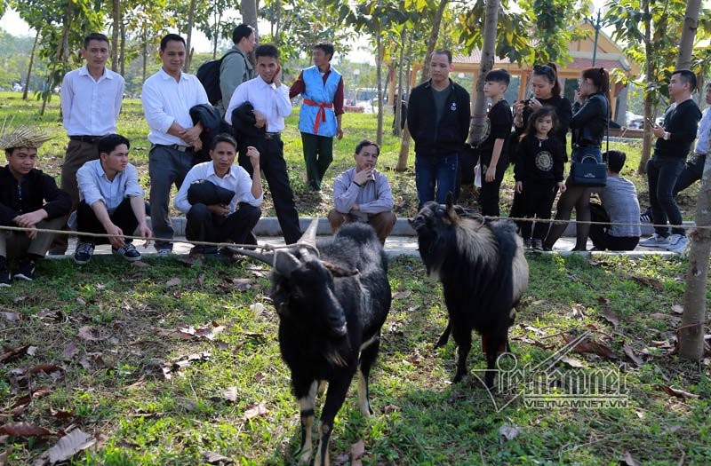Độc đáo hội chọi dê, thắng thua không vào lò mổ ở Hà Nội ảnh 1