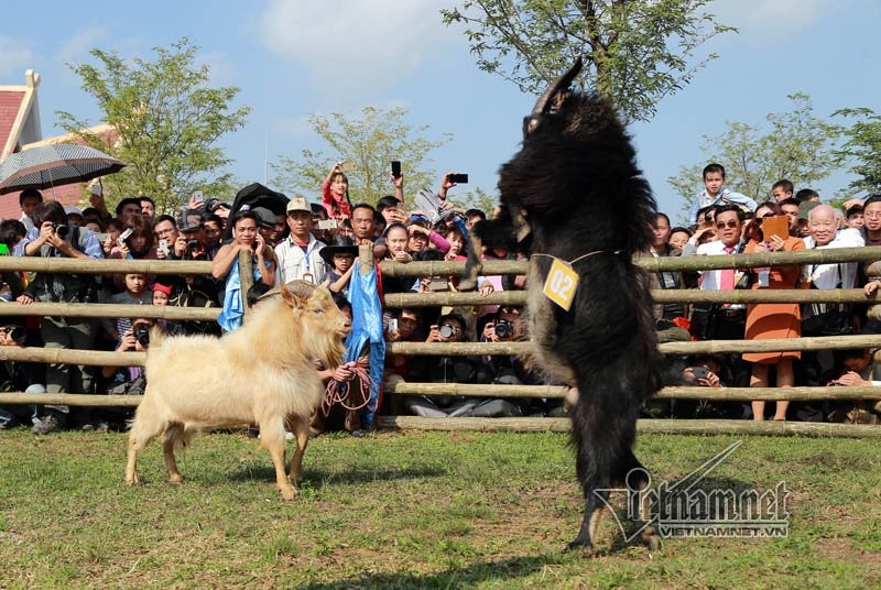 Độc đáo hội chọi dê, thắng thua không vào lò mổ ở Hà Nội ảnh 3