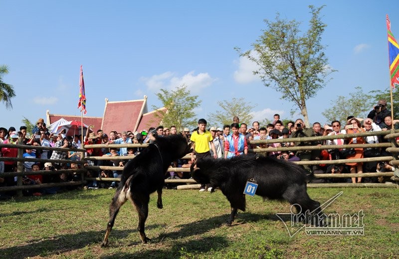 Độc đáo hội chọi dê, thắng thua không vào lò mổ ở Hà Nội ảnh 5