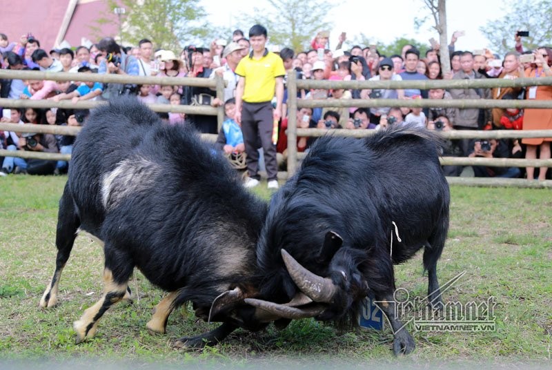 Độc đáo hội chọi dê, thắng thua không vào lò mổ ở Hà Nội ảnh 6