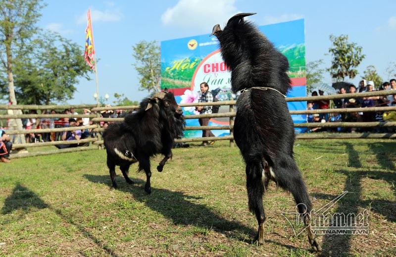 Độc đáo hội chọi dê, thắng thua không vào lò mổ ở Hà Nội ảnh 7