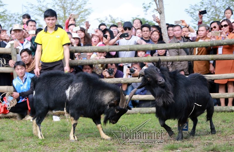 Độc đáo hội chọi dê, thắng thua không vào lò mổ ở Hà Nội ảnh 8