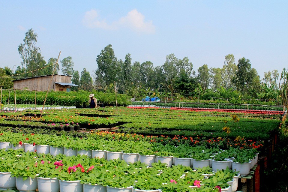 10 làng quê Việt Nam đẹp như miền cổ tích ảnh 10