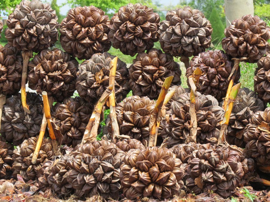 Lạ lùng trái dừa nước miền Tây ảnh 1