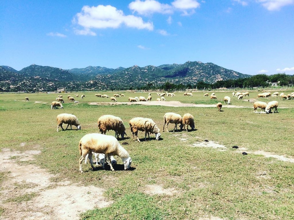 Khám phá thảo nguyên Mông Cổ ngay tại Việt Nam ảnh 7