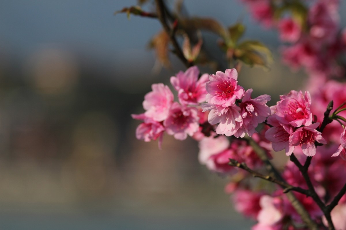 Đến “thành phố trên mây” ngắm muôn sắc đào đua nở ảnh 8