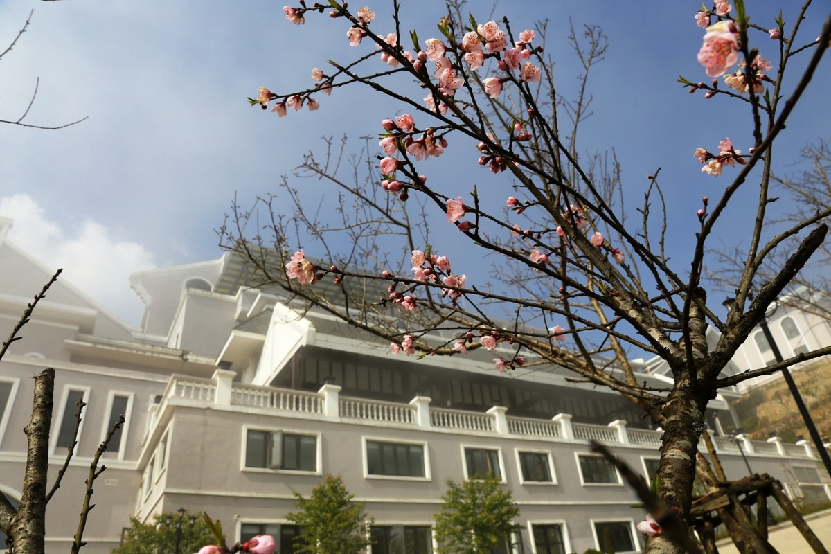 Đến “thành phố trên mây” ngắm muôn sắc đào đua nở ảnh 3