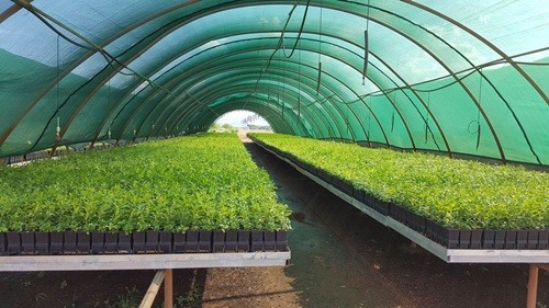 Nơi 'tiền mọc trên cây' ở Australia ảnh 1