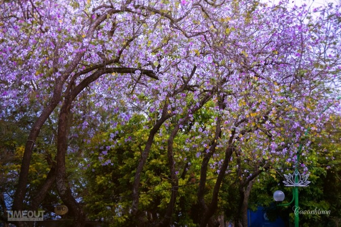 Biêng biếc chuyện tình hoa ban tím ảnh 1