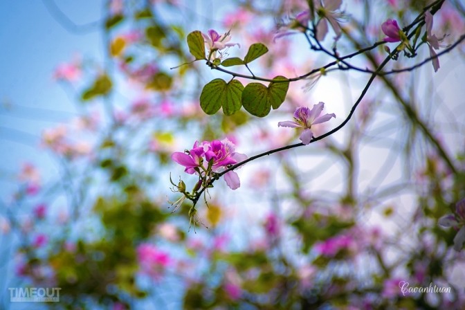 Biêng biếc chuyện tình hoa ban tím ảnh 2