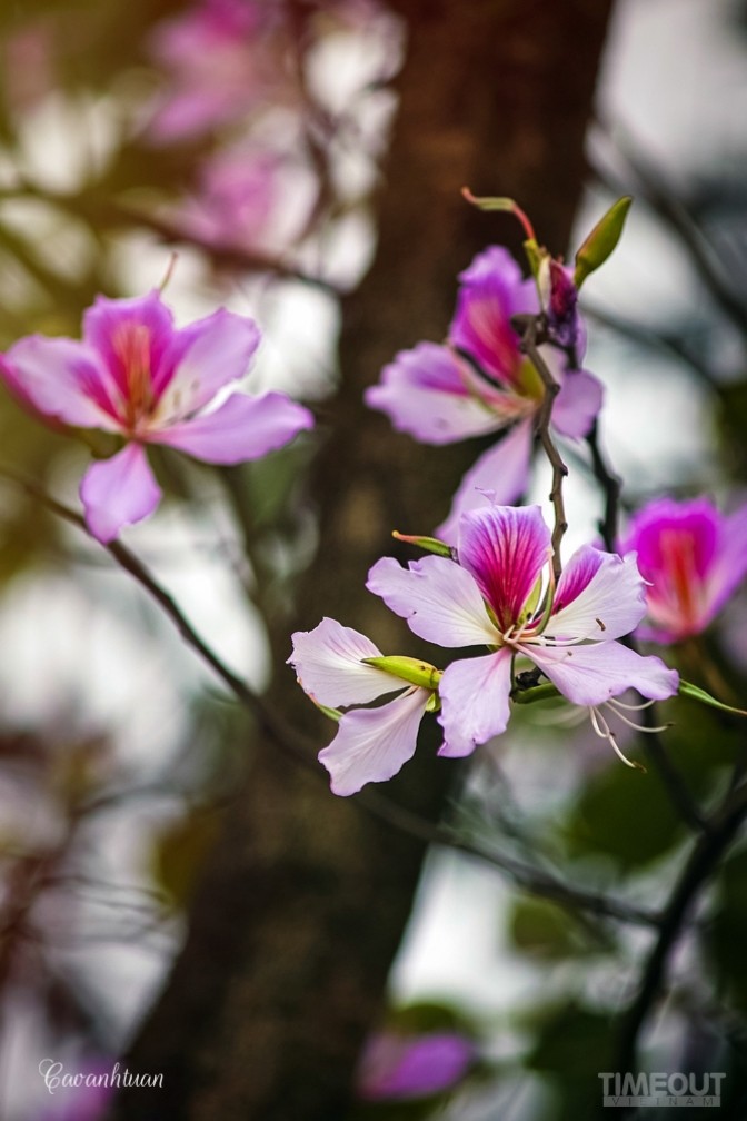 Biêng biếc chuyện tình hoa ban tím ảnh 3