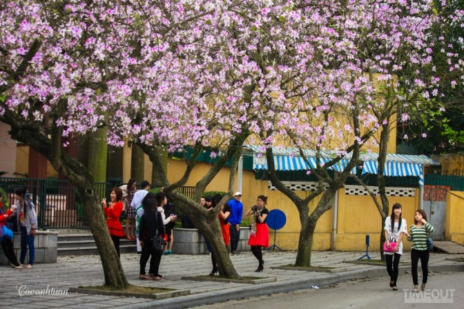 Biêng biếc chuyện tình hoa ban tím ảnh 9