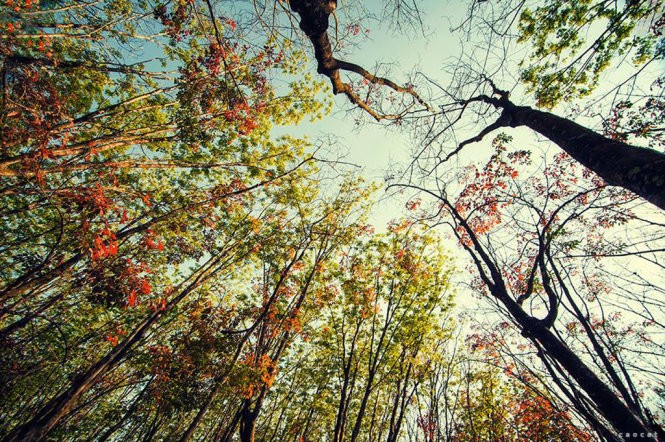 Đẹp ngỡ ngàng Tây Nguyên mùa lá rụng ảnh 2