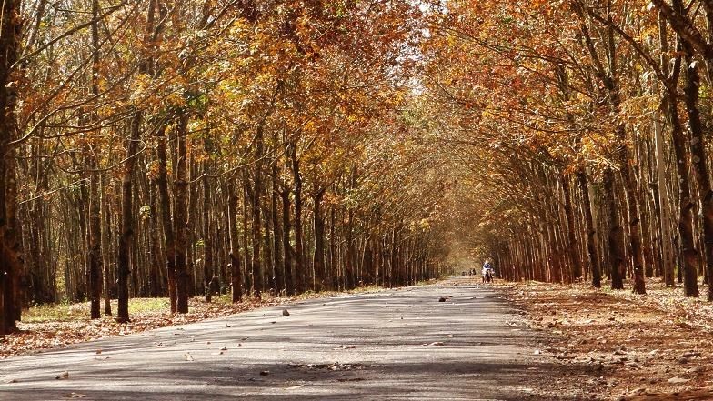 Đẹp ngỡ ngàng Tây Nguyên mùa lá rụng ảnh 4